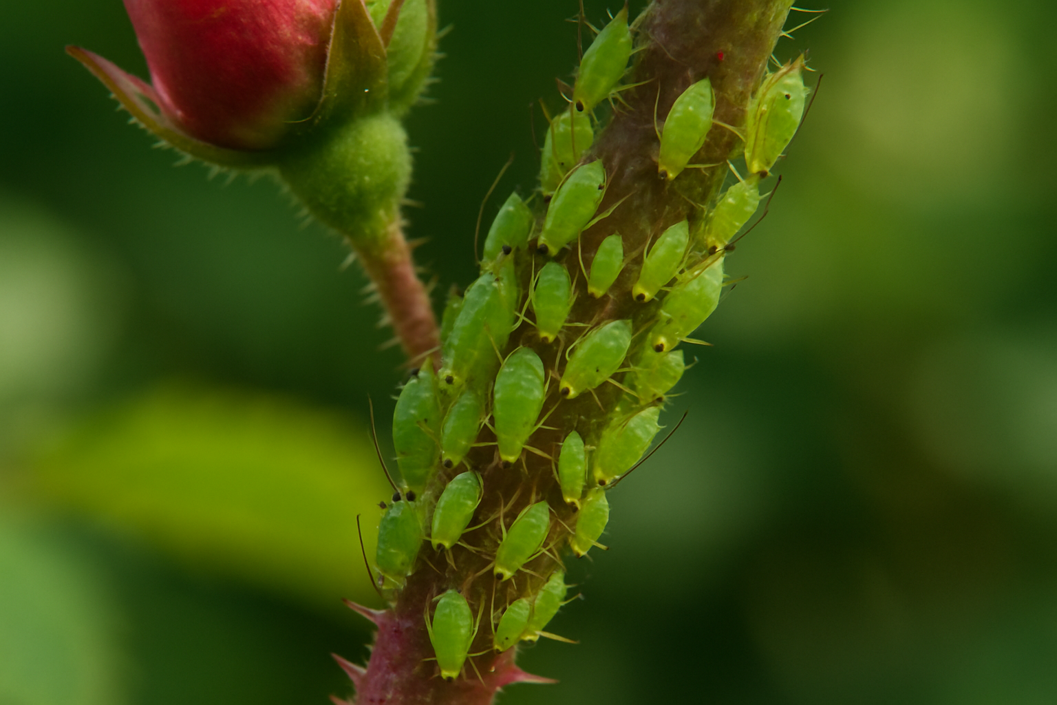 Comment traiter les pucerons naturellement : colonie de pucerons verts sur tige de rosier